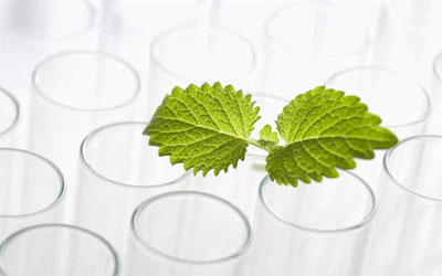 植物提取物在食品中的应用与监管