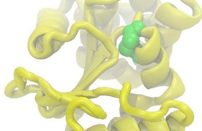 谷氨酰胺转氨酶(TG酶)应用专题概述