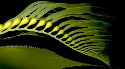 褐藻糖胶的作用及副作用