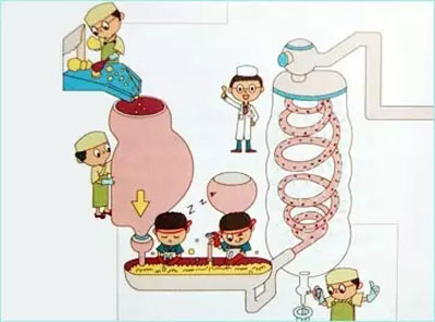 陈君石院士:益生菌和益生元对肠道健康的双效作用