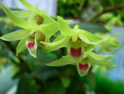 2017新食品原料名单最新动态